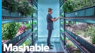 This Underground New York City Farm Grows Rare Edible Plants — What's in the Basement?