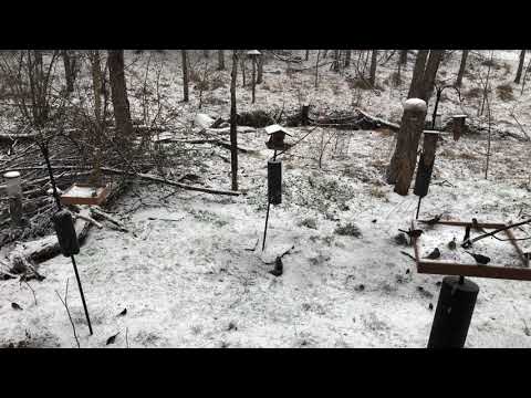 Nature Sounds of Forest Birds in the Snow  - Calm Relaxation and Sleeping (One Hour) HD