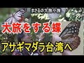 大旅をする蝶!アサギマダラ長崎から台湾へ