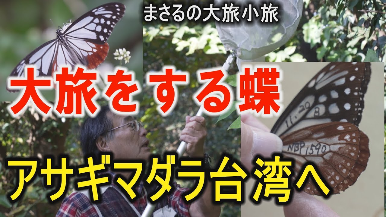 大旅をする蝶！アサギマダラ長崎から台湾へ