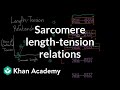 Length-Tension Relationship in Muscle Contraction Mechanics