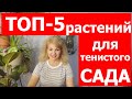 Тенелюбивые и теневыносливые растения для сада