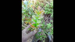 Umfazothethayo  Uqhume Umthi Wesintu