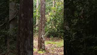 Young Orangutan Runs To Mother.