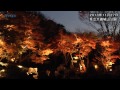 県立大磯城山公園で「もみじのライトアップ」始まる　水面に映る幻想的な紅葉/神奈川新聞（カナロコ）