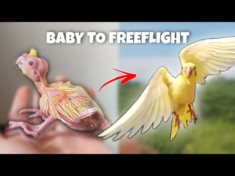 BABY TO FREE FLIGHT COCKATIEL (KIRO)