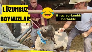 KOÇUN BOYNUZUNU NASIL KESTİK (Rahatsız Eden Kurumuş Boynuzlar VLOG 18)