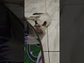 bermain dengan anabul #cat #catlovers #relaxing #nature