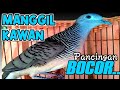 Perkutut Lokal Saling Sahut Rame Bikin Perkutut Lain Pada Nyautin Mp3 - Mp4 Download