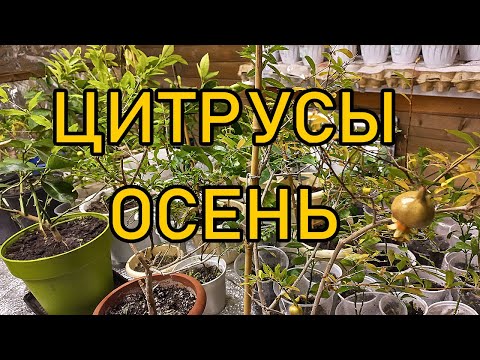 Цитрусы осенью. Мои домашние лимоны мандарины обзор