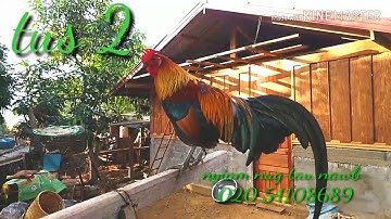 qaib dib qua zoo 2029  noob qaib dib tuaj zoo heev li