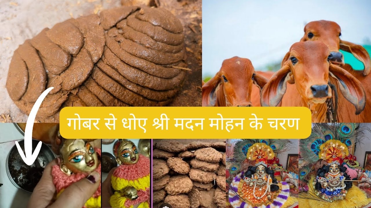 गोबर से धोए श्री मदन मोहन जी के चरण 🙏🏼