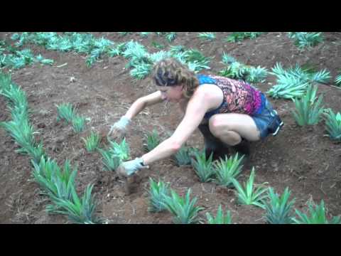 Video: Si Të Rritet Ananasi