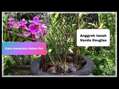 Cara Menanam Anggrek Tanah Vanda Douglas Di Dalam Pot Youtube