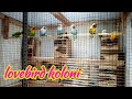 Sangkar Burung Lovebird Koloni