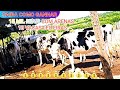 GANHE ATÉ MAIS DE 15 MIL REAIS COM APENAS 10 VACAS LEITEIRAS ( PARTE 01 )