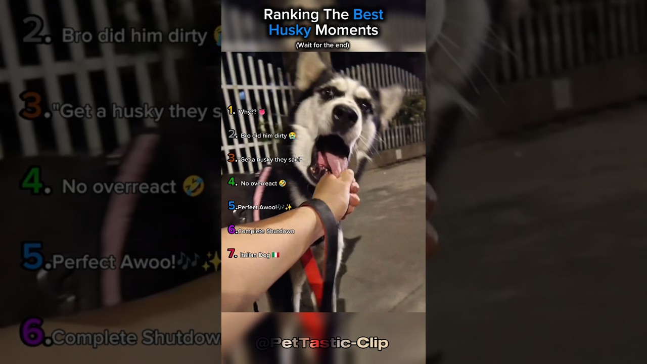 Ranking The Best Husky Moments!! 🤣