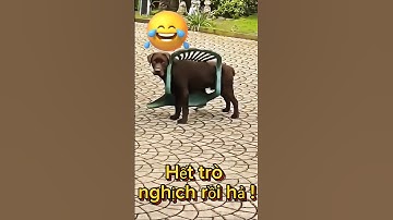 Cười đau bụng với cún cưng đáng yêu #petsandghosts #funny #animals #paranormal #cute @Vunghiavlog