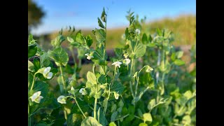 2024 Full Vegetable Garden Tour #7 - Zone 4B
