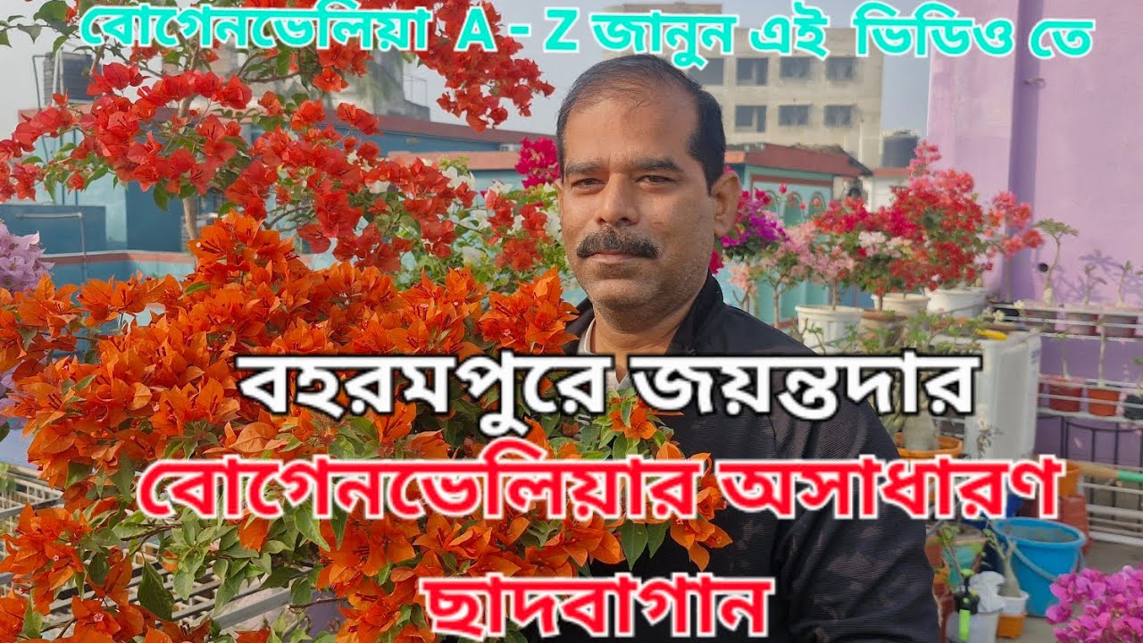 বোগেনভেলিয়ার অসাধারণ ছাদবাগান জয়ন্তদার # বহরমপুর,মুর্শিদাবাদ 🌹💐❤️।