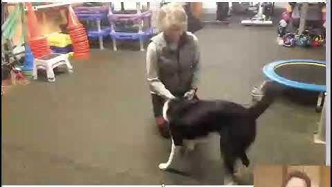 FDSA Webinar: Julie Daniels- How to Train an Errorless Leave It!