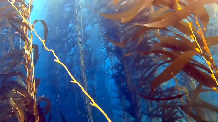 Leonard and Ariel Dive Laguna