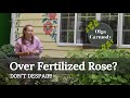 Problems with overfertilizing roses
