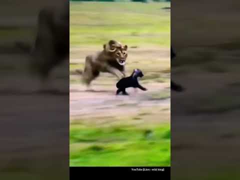 Sư tử đực tấn công linh cẩu. #dongvathoangda #độngvậthoangdã