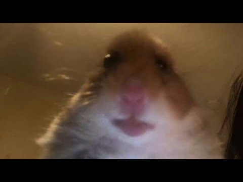 Hamster Facetime HILARIOUS Meme Compilation - YouTube