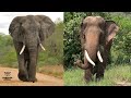 Diferencias entre el Elefante Africano y Asiático