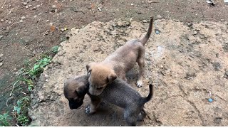 Son find two Abandon puppies ( we feed them…