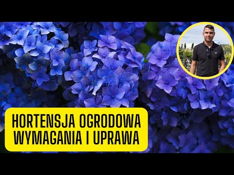 Wideo: Odmiany hortensji strefy 8 - czy możesz uprawiać hortensje w ogrodach strefy 8