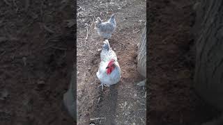 My lavender orpington rooster and my lavender orpington hen 💜