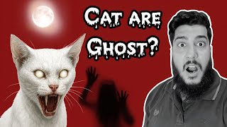 Do Cats See Ghosts?