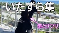 りなぷぅch Youtube