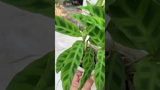 Download Lagu Dati ilan dahon na lang natira dito Pero nag lush na ulit. #calathea zebrina MP3