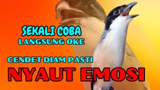 cendet gacor NGEPLONG sangat ampuh buat PANCINGAN cendet agar RAJIN BUNYI❗