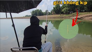 Câu đài tự nhiên mồi khoai lang trứng kiến cá rô phi ăn giật không kịp | câu cá tự nhiên