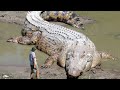 10 Biggest Crocodiles Ever Found