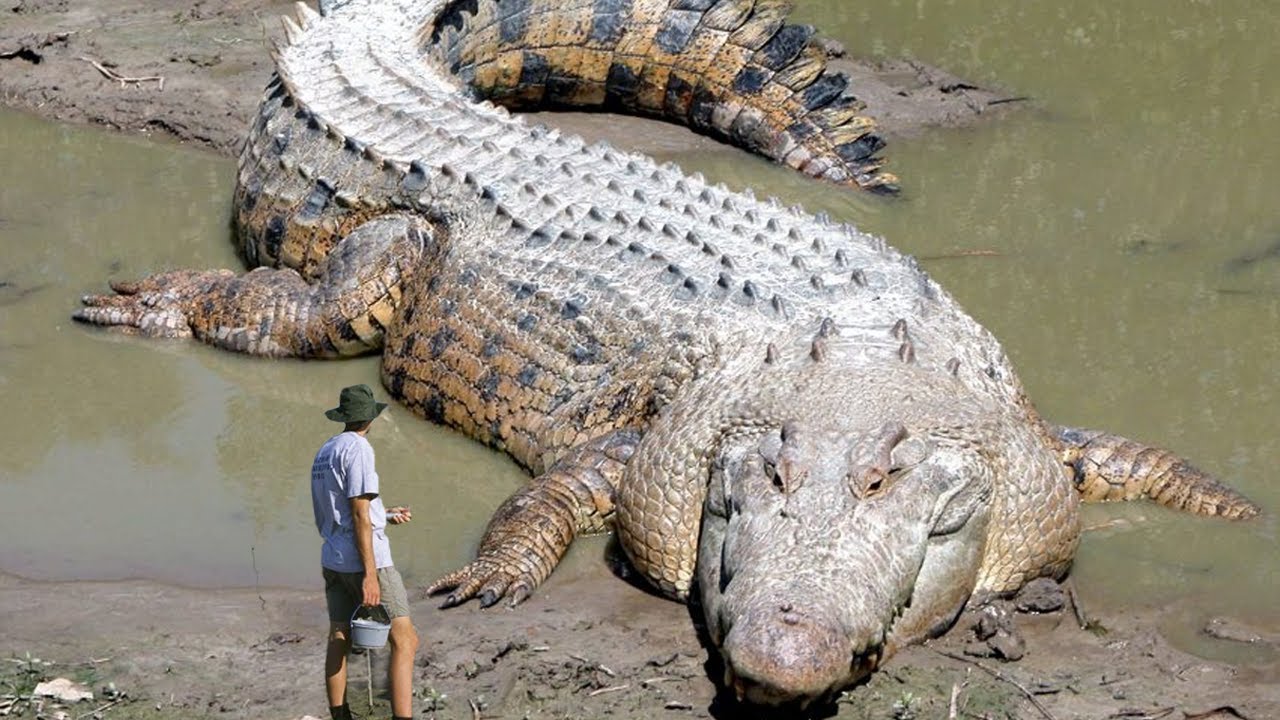 10 Biggest Crocodiles Ever Found - YouTube