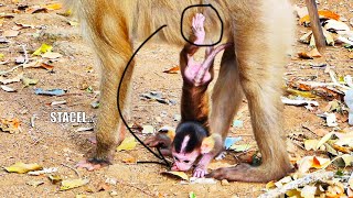 O😂-M+G... Cute big ear baby monkey STACEL uses leg to cling Mom's head upside down hit to the ground