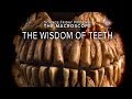 The Wisdom of Teeth