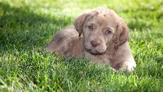 The Impact of Chesapeake Bay Retrievers on Conservation by Chesapeake Bay Retriever USA 118 views 4 weeks ago 3 minutes, 51 seconds