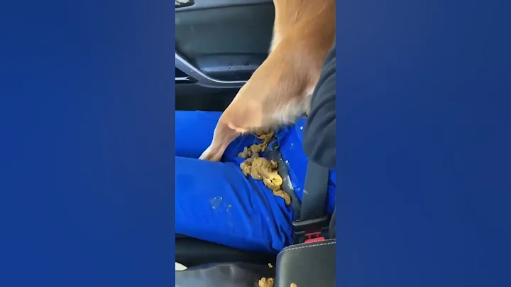 dog poops in the car - DayDayNews