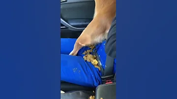dog poops in the car
