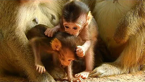 So awesome a little cute baby Brooke honestly grooms skinny BB Aria | @WePrimate