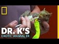 Meet Baby the Squirrel | Dr. K's Exotic Animal ER