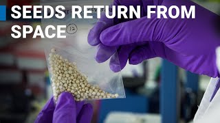 Seeds Return From Space in Ongoing Experiment