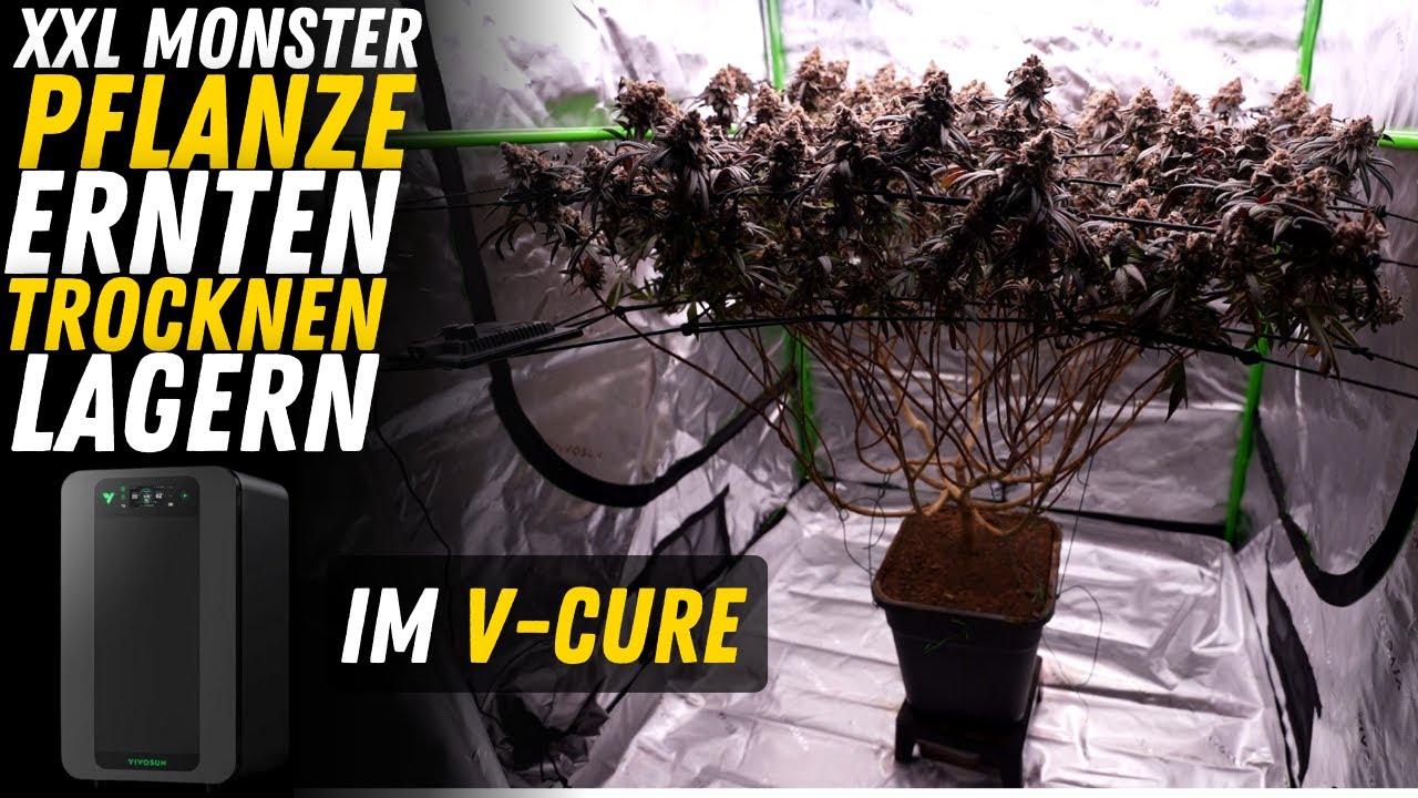 Automatisierte Trocknung im VCure: Ernte, Curing & finales Trockengewicht + Labor Analyse