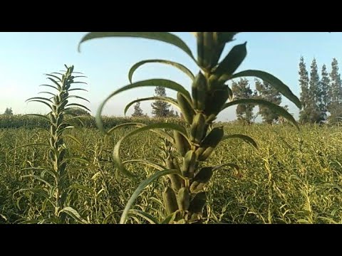 فيديو: آفات نباتات السمسم: تعرف على إدارة آفات السمسم